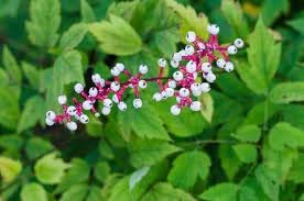Actaea Pachypoda Flower Seeds – Heirloom Non-GMO Seeds for Unique Woodland Garden Planting