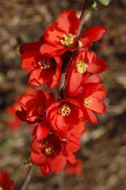 Heirloom Non-GMO Quince Chaenomeles Flower Seeds for Planting – Ornamental Blooms