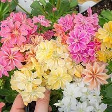 Heirloom Lewisia Flower Seeds for Garden Planting, Non-GMO, Rock Garden Perennial Blooms for planting in home garden