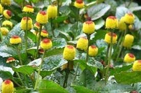 Oleracea Flower Seeds for Planting - 100 pcs