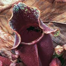 Organic Heirloom Non-GMO Sarracenia Seeds for Planting – Carnivorous Bog Plants