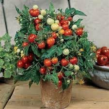 Tomato Solanum lycopersicum seeds for planting in vegetable patch