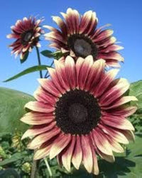 Cherry Rose Sunflower Seeds for Planting – Heirloom, Non-GMO Seeds for Vibrant Gardens