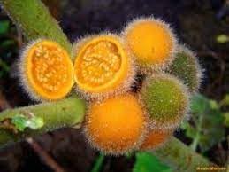 Solanum Fruit Seeds for Growing Unique and Flavorful Fruits 100 pcs