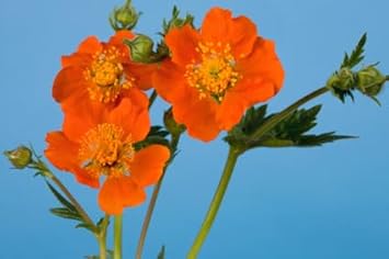 Geum Flower Seeds Heirloom Non GMO Planting - 100 for planting in home garden
