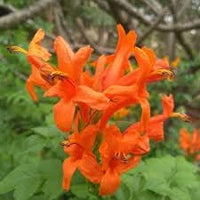 Heirloom Non-GMO Mixed Clematis Flower Seeds for Garden Planting – Stunning Climbing Blooms