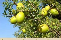 Argania Fruit Seeds for Growing a Resilient and Nutritious Fruit Tree 100 pcs