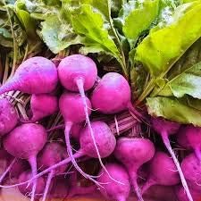 Purple Rainbow Radish Raphanus sativus for planting in urban garden