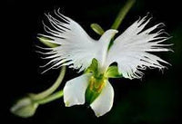 Heirloom Egret Orchid Flower Seeds for Garden Planting, Non-GMO, Exotic White Blooms for Containers