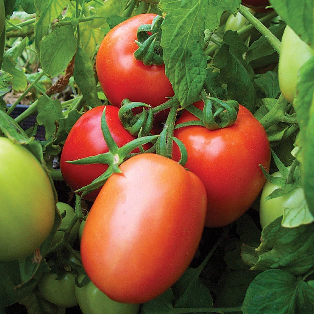 Tomato Solanum lycopersicum seeds for garden planting