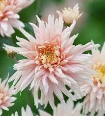 Light Pink Chrysanthemum Flower Seeds for Planting- NON GMO Seeds
