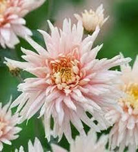 Light Pink Chrysanthemum Flower Seeds for Planting- NON GMO Seeds