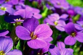 Viola Flower Seeds Heirloom Non GMO Planting - 100 for planting in home garden