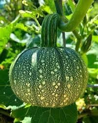 Pumpkin Seeds for Home Garden, 100 pcs