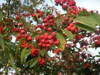 Cotoneaster Fruit Seeds for Cultivation – 10 Seeds 100 pcs