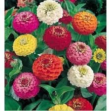 Zinnia Oklahoma Double Bloom Flower Seeds for Planting – Heirloom, Non-GMO Flower Seeds - Oklahoma for planting in home garden