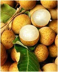 Longan Fruit Seeds for Planting, A Delicious Tropical Fruit Tree 100 pcs