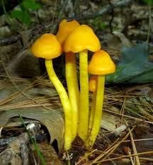 Yellow Mushroom Seeds for Planting - 100 pcs
