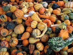 Mixed Gourd Cucurbita spp. seeds for garden planting
