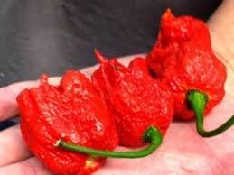 Spicy Hot Pepper Vegetable Seeds for Planting heirloom & Non-GMO Seeds
