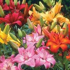 Heirloom Non-GMO Alstroemeria Flower Seeds for Planting – Exotic Peruvian Lily Garden Blooms