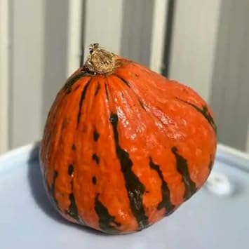 Lakota Squash Vegetable Seeds for Planting - Heirloom and Non-GMO Garden Seeds