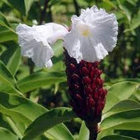 Costus Speciosus Flower Seeds – Heirloom, Non-GMO, Spiral Ginger Blooms for Tropical Garden Planting