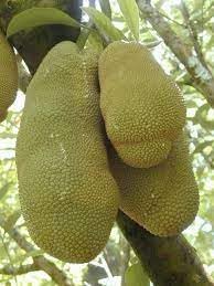 Jackfruit Artocarpus heterophyllus seeds for tropical garden