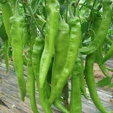 Chilli Pepper Vegetable Seeds for Planting - 100 pcs