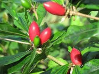Miracle berry Synsepalum dulcificum seeds for unique garden