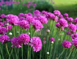 Armeria (Armeria scientific name) for planting in garden