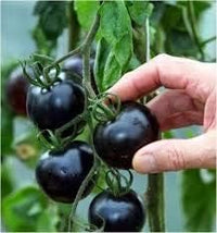 Tomato Seeds for Planting, Black, 100 pcs