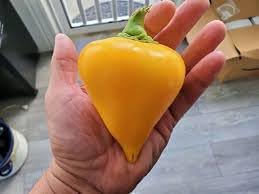 Pepper Seeds for Home Garden, 100 pcs