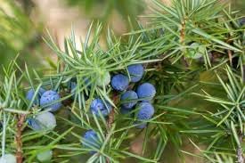 Juniper Fruit Seeds for Planting - Grow Your Own Juniper Trees for Berries 100 pcs