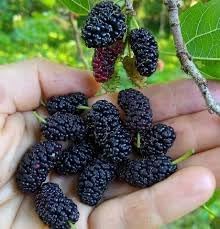 Mulberry Fruit Seed Pack for Juicy, Sweet Mulberries 100 pcs