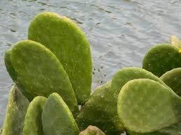 Opuntia Plant Seeds for Adding Hardy and Drought-Resistant Plants to Your Garden, Heirloom Seeds