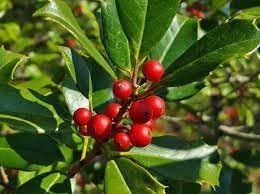 Ilex Opaca plant seeds
