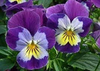 Heirloom Mexican Pansy Flower Seeds for Planting, Non-GMO