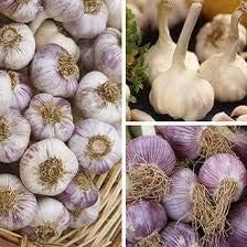 Garlic Seeds for Planting, Mixed Colour, 100 pcs