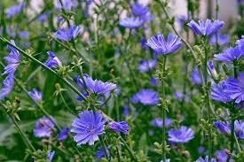 Heirloom Cichorium Intybus Flower Seeds for Garden Planting, Non-GMO, Chicory Blooms for Pollinators - Cichorium for planting in home garden