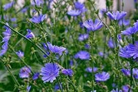 Heirloom Cichorium Intybus Flower Seeds for Garden Planting, Non-GMO, Chicory Blooms for Pollinators - Cichorium for planting in home garden