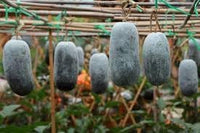 Winter Melon Seeds for Planting - 100 pcs