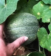 Heirloom Melon Fruit Seed Set for Rich, Sweet Melon Varieties 100 pcs