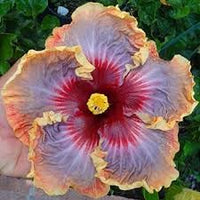 Giant Hibiscus Flower Seeds – Heirloom, Non-GMO Seeds for Planting