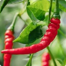 Cayenne Pepper Capsicum annuum seeds for home garden planting