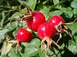 Rosehip Plant Seeds for Planting for planting in home garden