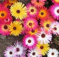 Heirloom Mesembryanthemum Flower Seeds, Non-GMO Vibrant Ice Plant Blooms for Drought-Tolerant Garden Planting