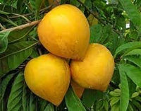 Eggfruit Pouteria campechiana seeds for rare fruit garden
