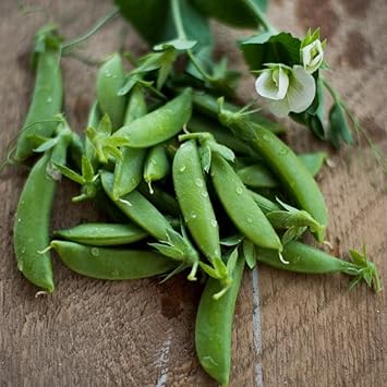 Sugar Ann Snap Pea Seeds for Planting heirloom & Non-GMO Seeds