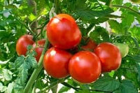 Giant Tomato Seeds for Planting, Red, 100 pcs